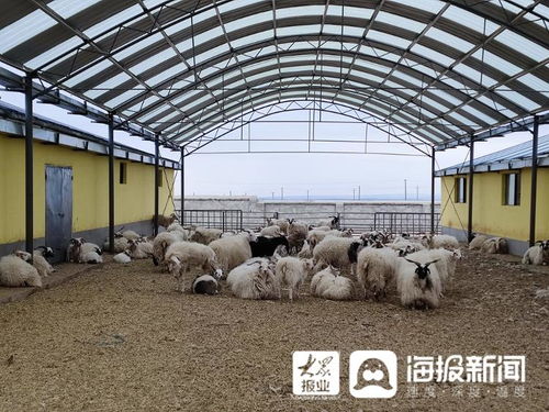 又见刚察 聊城援建海北州首座半自动化养殖基地 助推农牧产业提质增效