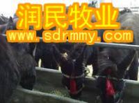 供应肉驴养殖技术、肉驴养殖前景、养驴基地_农副产品_世界工厂网中国产品信息库