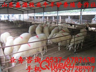 鲁西地区 小尾寒羊发源地 正宗小尾寒羊养殖基地 出售种羊-嘉祥县金正源牛羊养殖专业合作社提供鲁西地区 小尾寒羊发源地 正宗小尾寒羊养殖基地 出售种羊的相关介绍、产品、服务、图片、价格嘉祥县金正源牛羊养殖专业合作社、牛;羊;驴