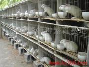 肉兔 _獭兔 _ 料盒_权威认证企业-慧聪网