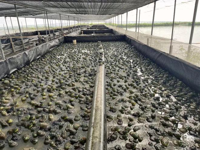 水产|养殖户|饲料厂|美国牛蛙_网