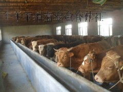 广西贵港黄牛养殖场 来宾黄牛养殖场