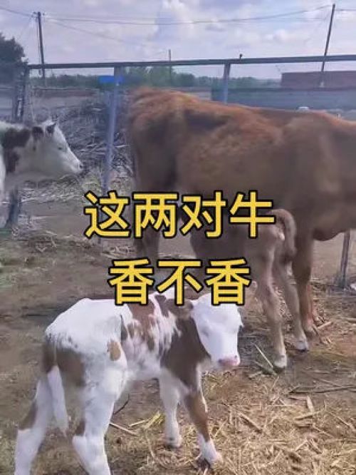 这玩意真的太香了 老马最爱 僵牛调理包 金创粉 牛用保定架 牛牛爽 大牛官实训基地 赤立停 西门塔尔 养牛人