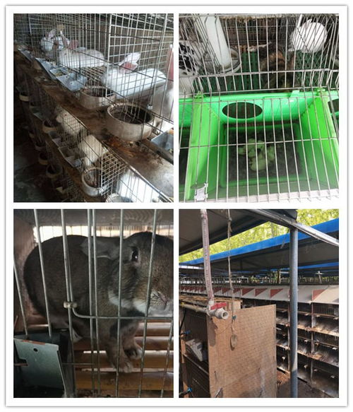 夹江县当地的种兔养殖场