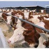 武胜哪里有养牛场N&肉牛犊养殖基地