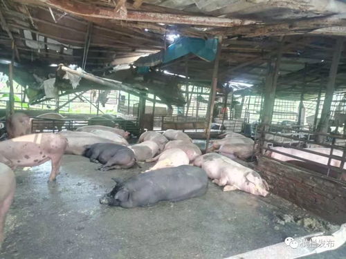 全镇58个生猪养殖场已全面清空关闭,实现生猪零存栏