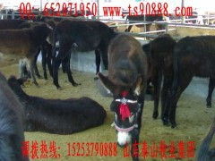 种驴养殖场 大型种驴养殖场