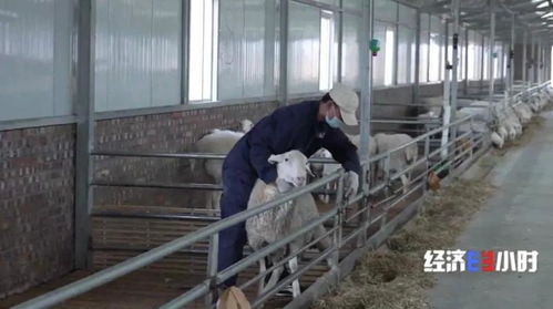 又一风口 动动手指,就能管好上万只牛羊,有牧场5个月多挣90万