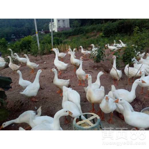 【乐山出售土鸡苗批发鸭苗批发鹅苗】-