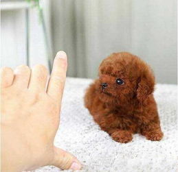 重庆养殖基地直销泰迪犬及其它幼犬 专业服务，贴心保障