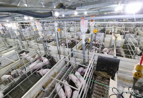 云阶牧场生态猪养殖基地 绿色养殖与生态和谐的新典范