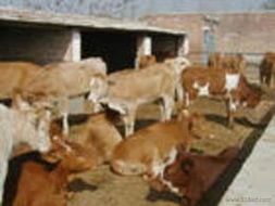 肉牛种牛供应信息与价格指南