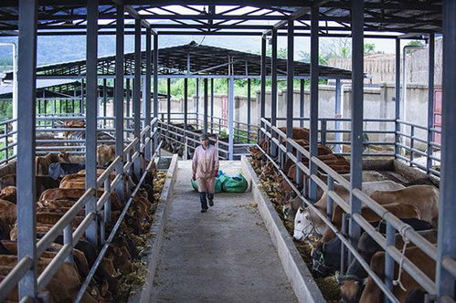 从一步千年到百年跨越 云南直过民族养殖基地引领脱贫奔小康新路