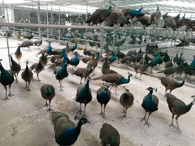 探索重庆合川仙羽孔雀养殖基地 孔雀工艺、蛋肉批发的综合乐园