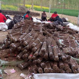 河南金蝉养殖领航者 亿鸣金蝉——优质商家推荐与高清养殖基地实景