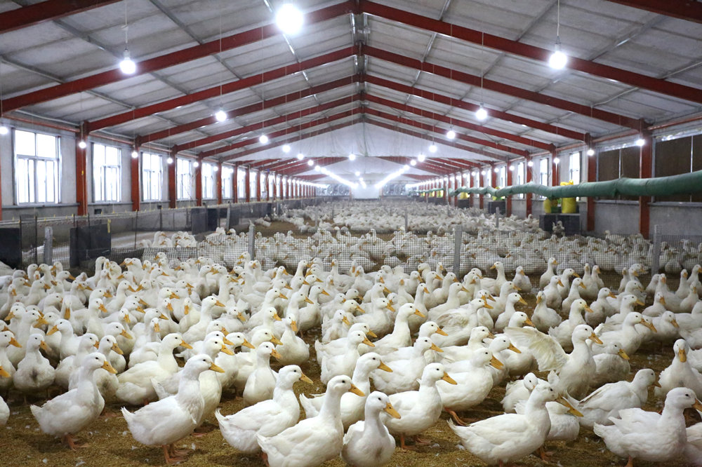 河北献县肉鸭“闯”世界 养殖基地的崛起之路