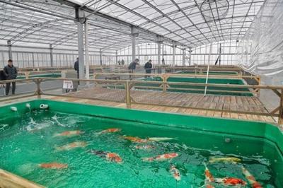 松江锦鲤养殖基地落成 告别“转发锦鲤”，来赏真锦鲤