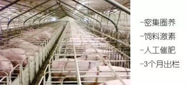 天福山生态养殖基地 五一特惠众筹，品味自然跑山黑猪肉