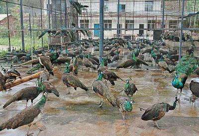 尾翼开散，炫彩斑斓！他为致富和梦想养500多只孔雀