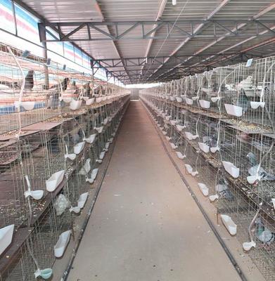 中卫市肉鸽养殖基地的发展与经营模式