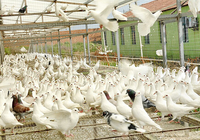 兴隆鸽肉养殖基地 专业养殖与健康美食的完美结合