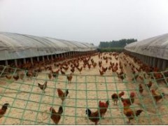 万源瑶鸡养殖基地 特色养殖与产业发展的范例