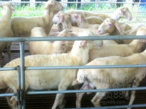 桐乡崇福湖羊养殖基地 优质湖羊与专业服务并重