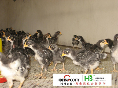 山东纯种养殖基地 优质保障与专业经营