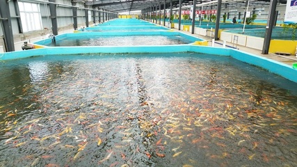 四季养殖全年销售 设施渔业大有可为