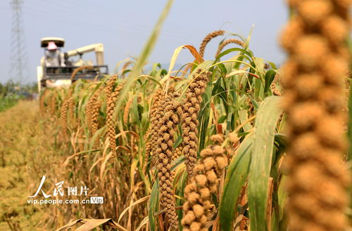 沂蒙山金谷飘香养殖基地——山东沂南的绿色产业明珠
