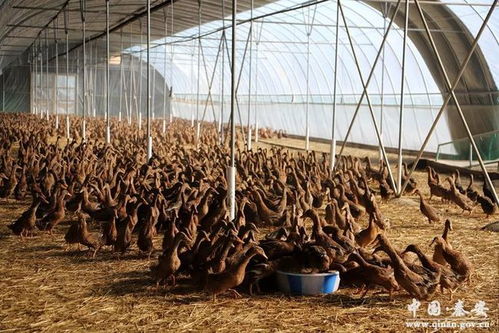 秦安中山镇刘箕村 两万“金鸭”唱响产业致富曲