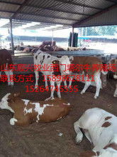 现代化大型养殖基地 规模化与智能化的典范