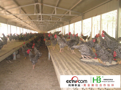 山东大型肉牛养殖基地 专业化、规模化，提供优质纯种肉牛