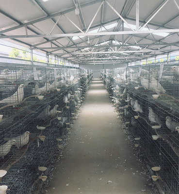 专业肉鸽养殖，优质白羽王种鸽热销——探访聊城天明种鸽养殖基地