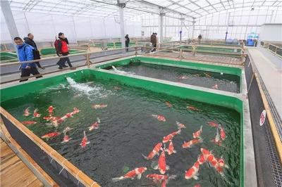 沪上最大规模锦鲤养殖基地落户松江泖港，打造都市休闲渔业新地标