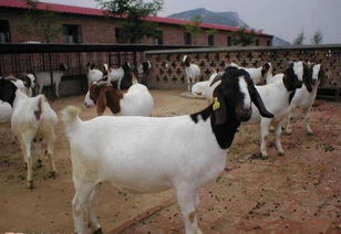 走进宏丰牧业 牛羊养殖基地的生态之美与高清羊图赏析