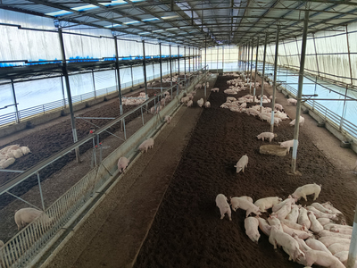 猪倌乐园养殖基地 现代养猪业的一角