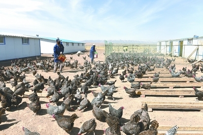 青羚网 海北州海晏县扎实推进“菜篮子”工程，养殖基地成为稳产保供新引擎