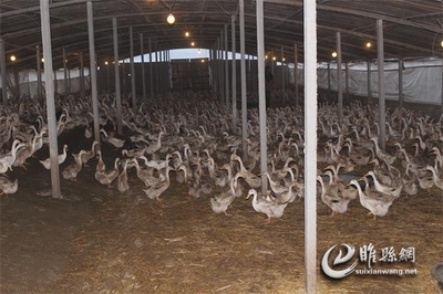 砥砺奋进的五年 胡堂篇——养殖基地里，一个脚印一支歌